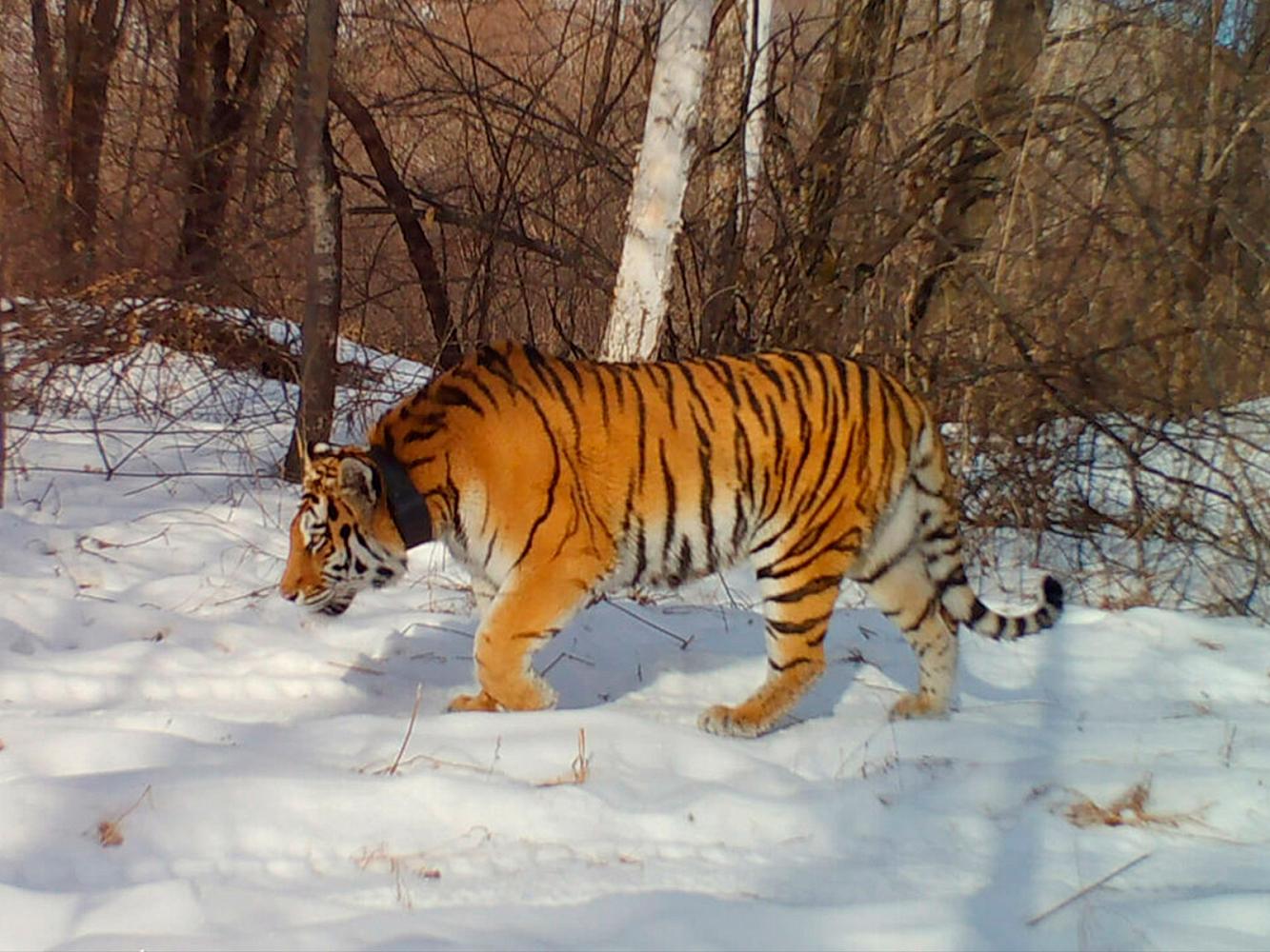 Фото с фотоловушек предоставлены Центром «Амурский тигр»