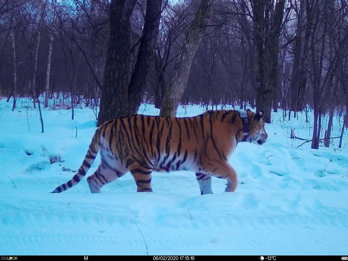 Фото с фотоловушек предоставлены Центром «Амурский тигр»